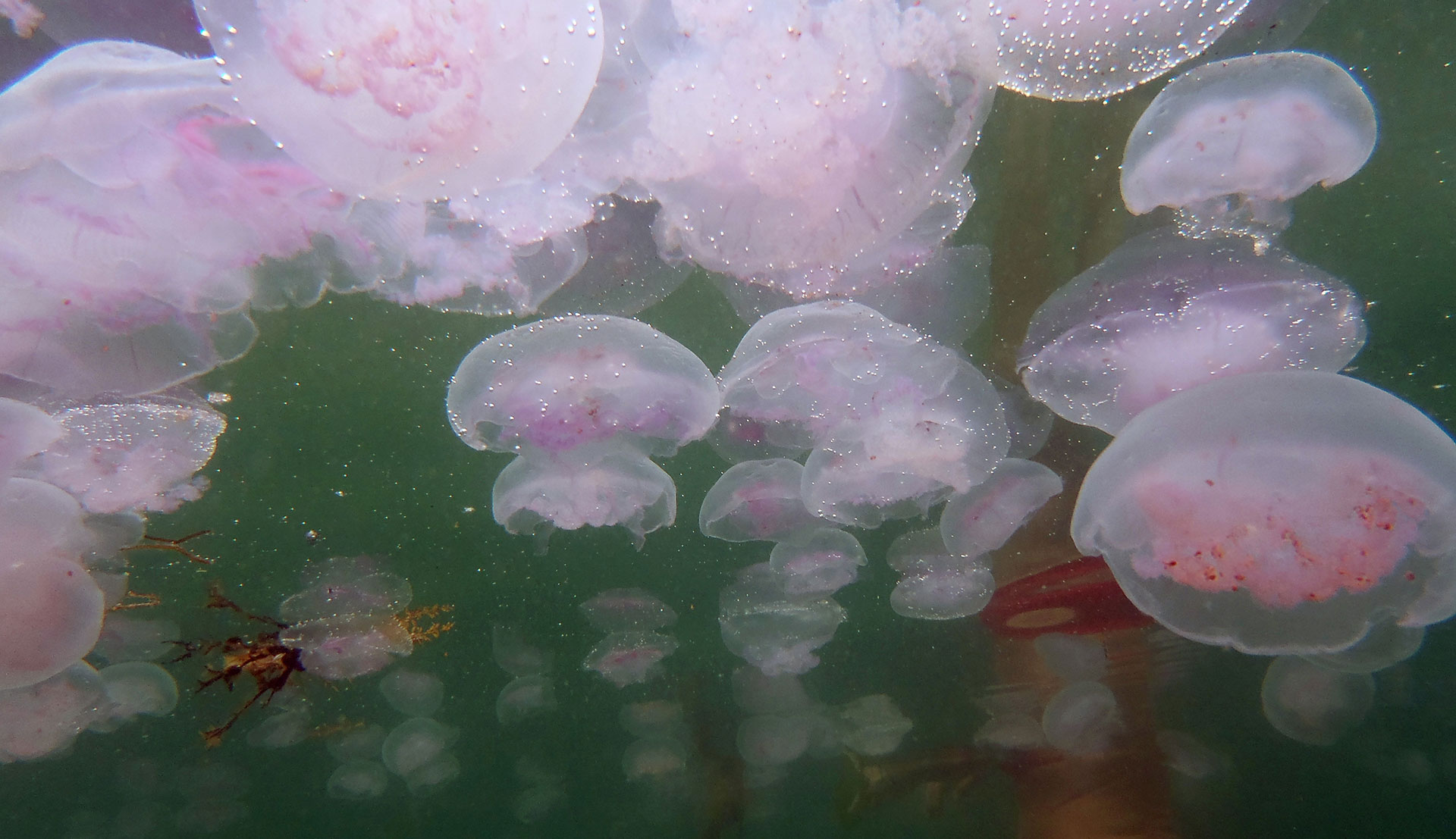 Jellyfish, Ireland