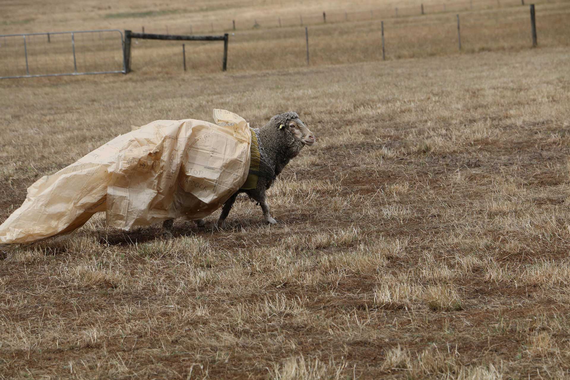 Sheep in a Field Cloak 1